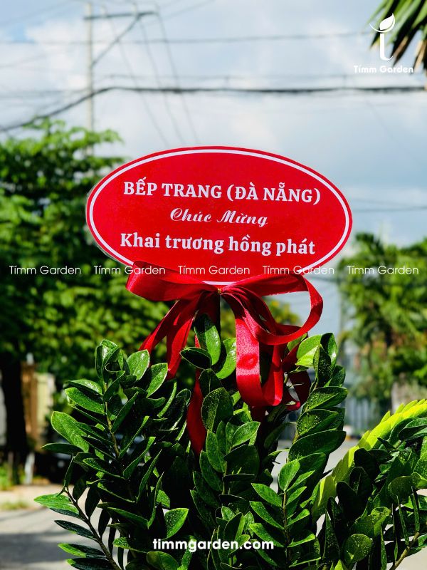 CHẬU KIM TIỀN TẶNG KHAI TRƯƠNG LỚN - Ảnh 6