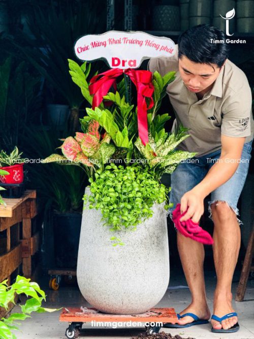CHẬU KIM TIỀN MIX
