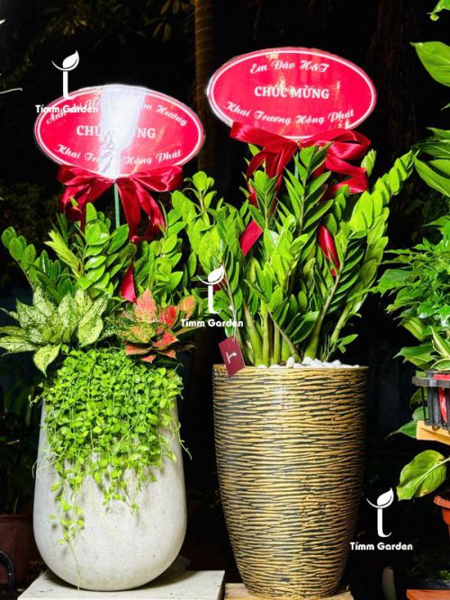 CHẬU KIM TIỀN MIX