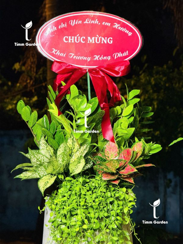 CHẬU KIM TIỀN MIX - TẶNG KHAI TRƯƠNG - Ảnh 7