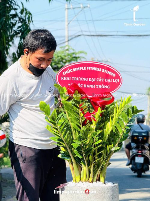 Alternative view of CHẬU KIM TIỀN SIZE ĐẠI - TẶNG KHAI TRƯƠNG
