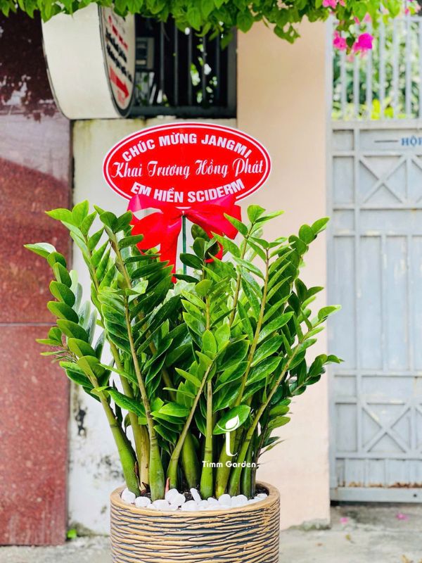 CHẬU KIM TIỀN TẶNG KHAI TRƯƠNG LỚN - Ảnh 7