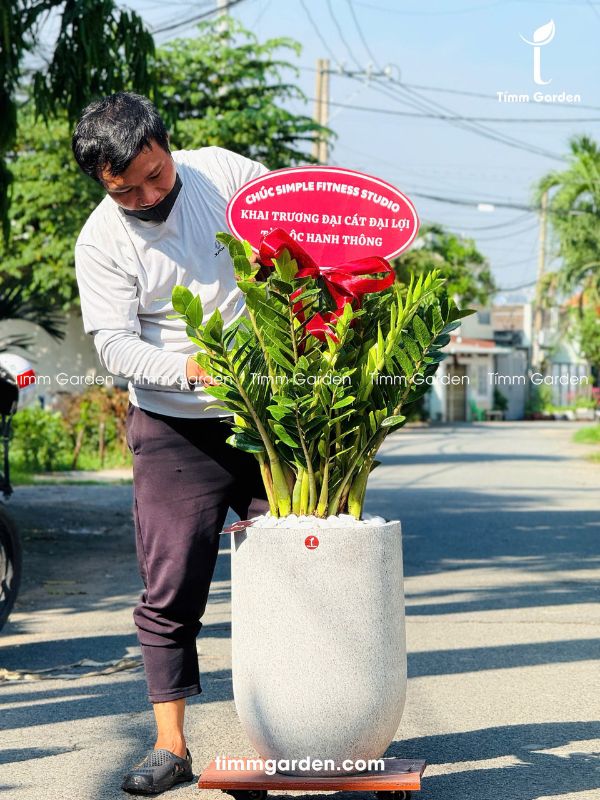 CHẬU KIM TIỀN SIZE ĐẠI