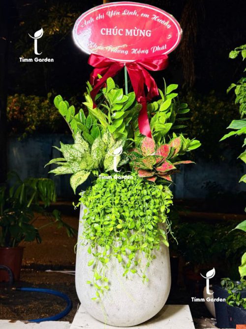 CHẬU KIM TIỀN MIX - TẶNG KHAI TRƯƠNG