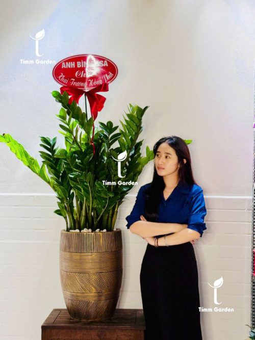 CHẬU KIM TIỀN TẶNG KHAI TRƯƠNG