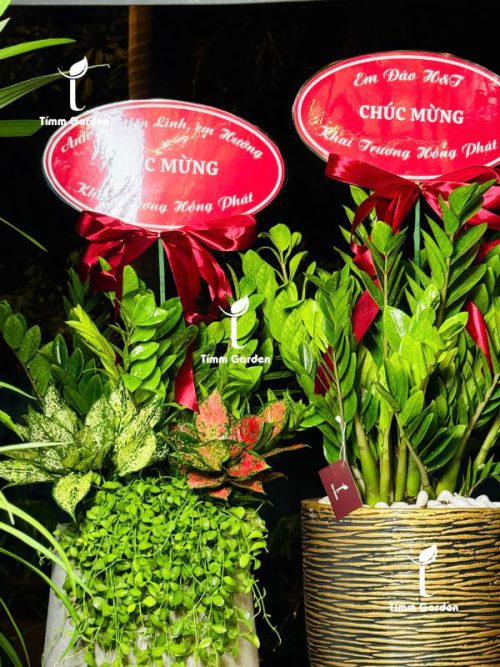 CHẬU KIM TIỀN MIX