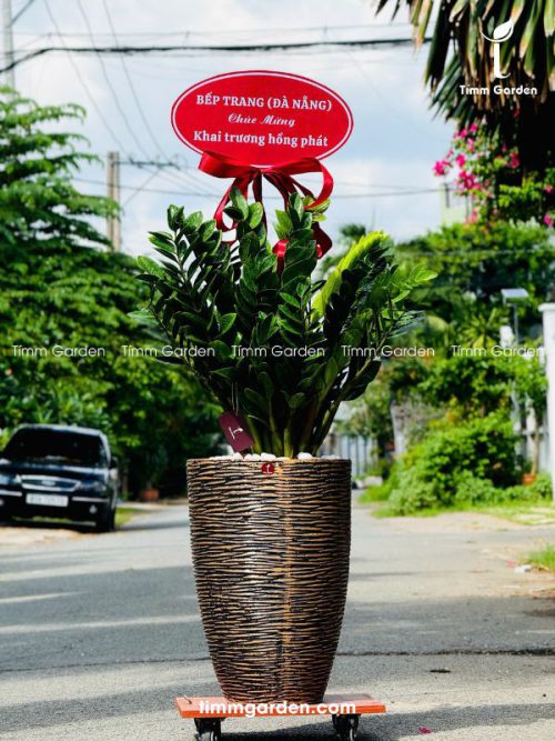 CHẬU KIM TIỀN TẶNG KHAI TRƯƠNG