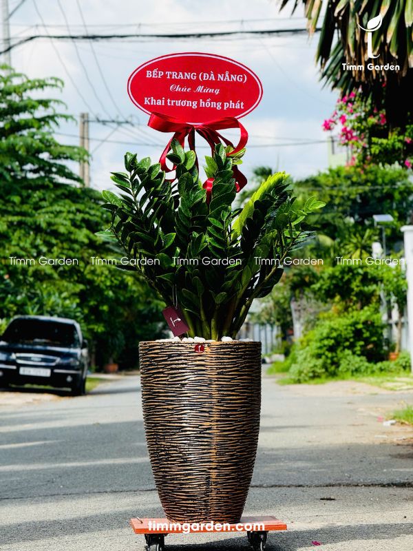 CHẬU KIM TIỀN TẶNG KHAI TRƯƠNG