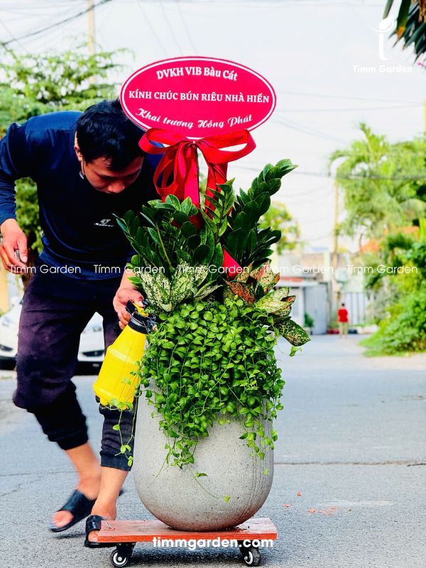 CHẬU KIM TIỀN MIX