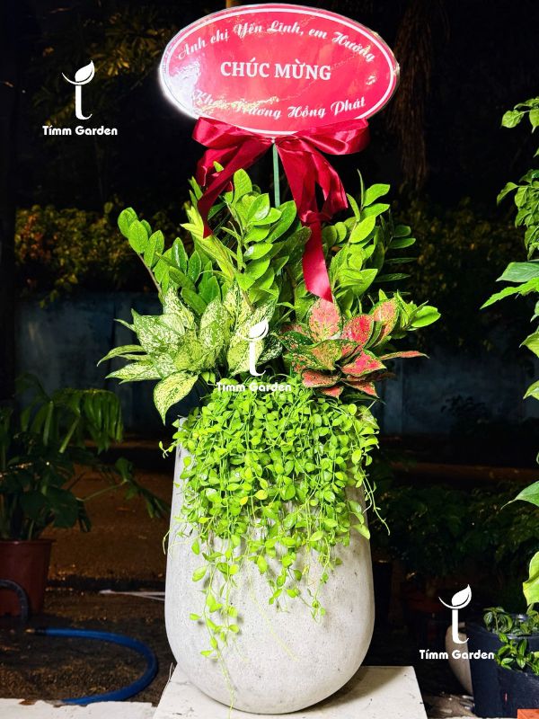 CHẬU KIM TIỀN MIX - TẶNG KHAI TRƯƠNG