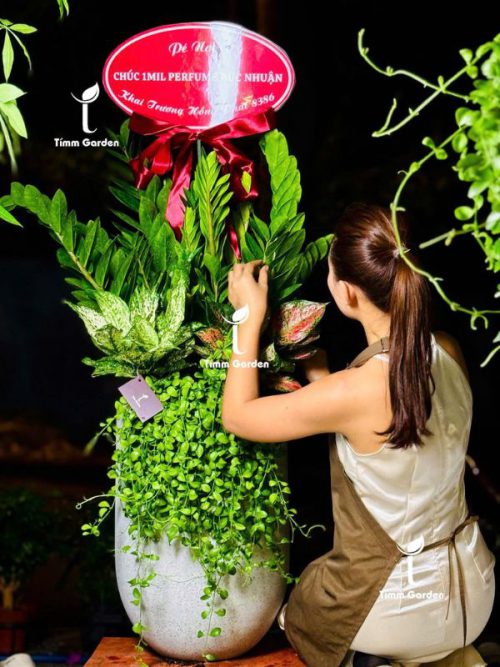 Chậu Kim Tiền Tặng Khai Trương, Tân Gia - Size Đại, Phối Kết