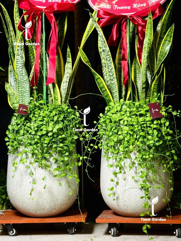 Chậu Cây Lưỡi Hổ Tímm Garden