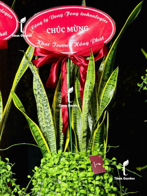 Chậu Lưỡi Hổ Tặng Khai Trương HCM