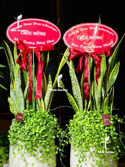Chậu Lưỡi Hổ Tặng Khai Trương HCM