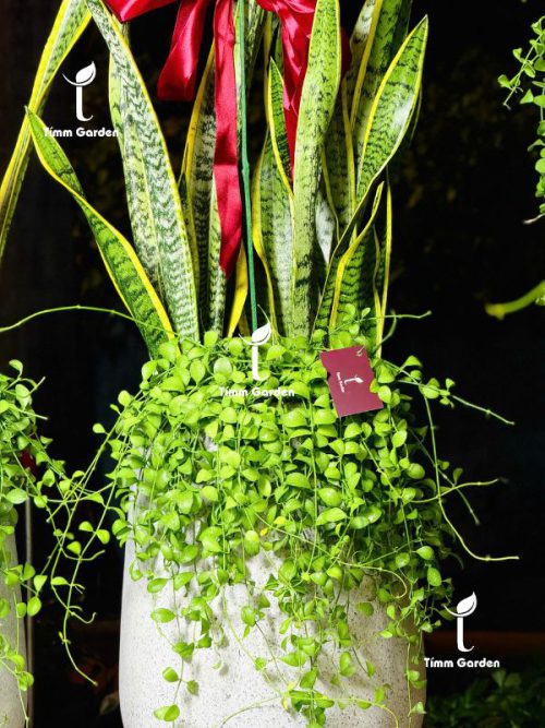 Chậu Lưỡi Hổ Tặng Khai Trương HCM