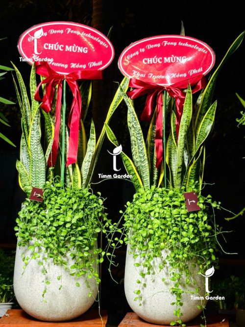 Chậu Lưỡi Hổ Tặng Khai Trương HCM