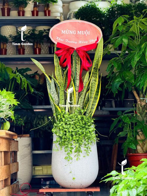 CHẬU LƯỠI HỔ TẶNG KHAI TRƯƠNG