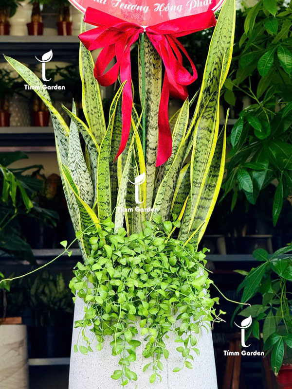 CHẬU LƯỠI HỔ TẶNG KHAI TRƯƠNG