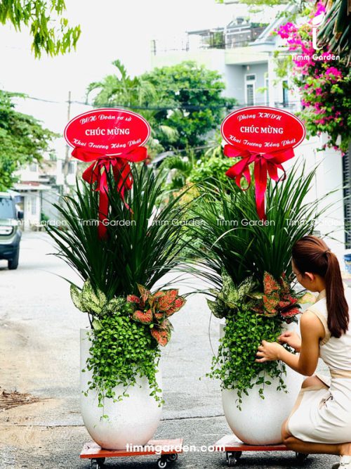 Alternative view of Phát Tài Núi Thái Tặng Khai Trương, Tân Gia HCM
