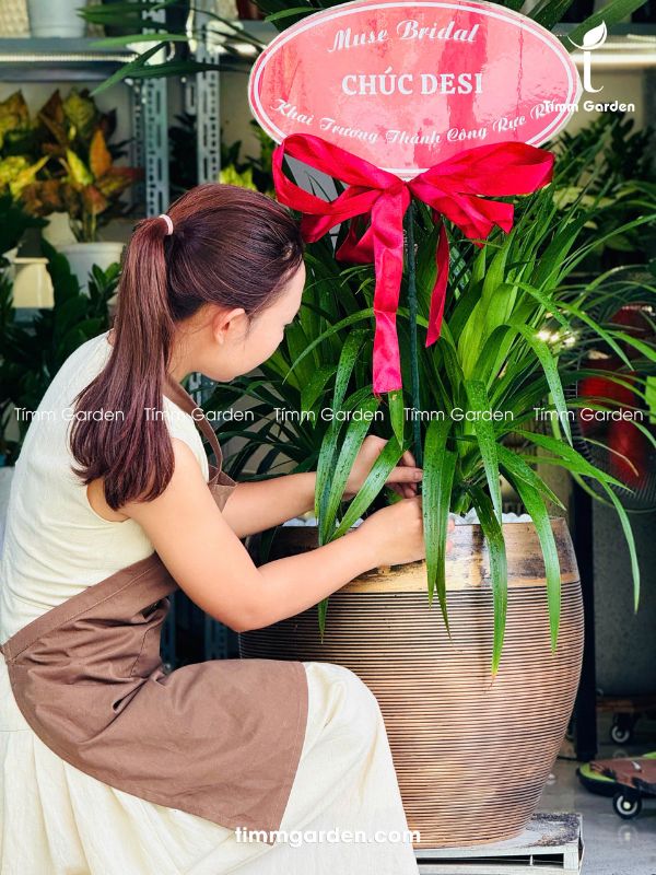 CÂY PHÁT TÀI NÚI THÁI - TẶNG KHAI TRƯƠNG SANG TRỌNG