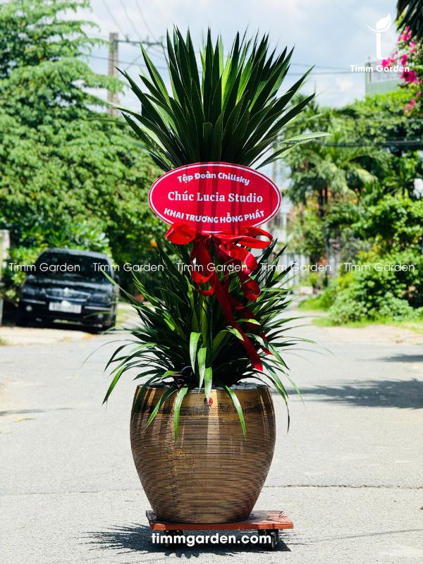 CÂY PHÁT TÀI NÚI THÁI - TẶNG KHAI TRƯƠNG SANG TRỌNG - Ảnh 6