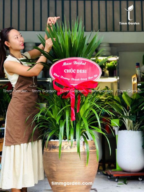 CÂY PHÁT TÀI NÚI THÁI - TẶNG KHAI TRƯƠNG SANG TRỌNG