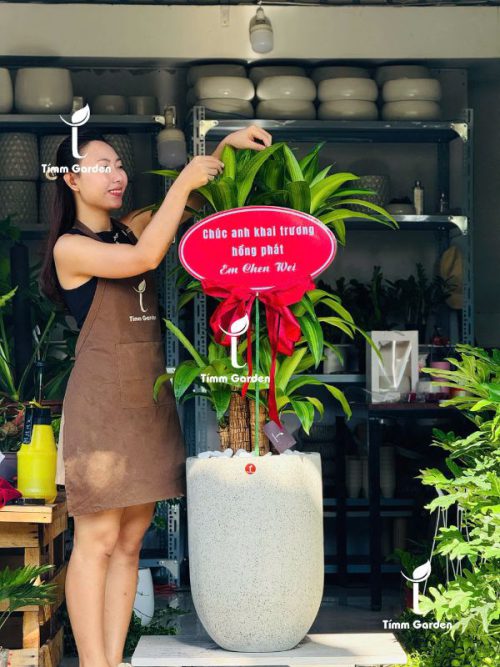 Cây Thiết Mộc Lan