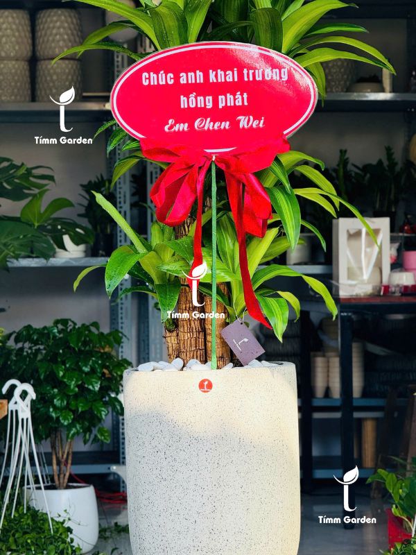 Cây Thiết Mộc Lan
