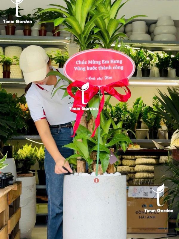 Cây Thiết Mộc Lan