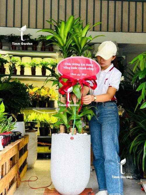 Cây Thiết Mộc Lan