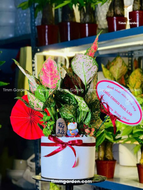 Chậu Vạn Lộc Để Bàn