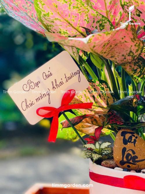 Chậu Vạn Lộc Để Bàn