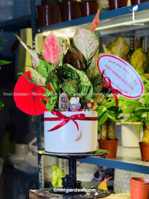 Chậu Vạn Lộc Để Bàn