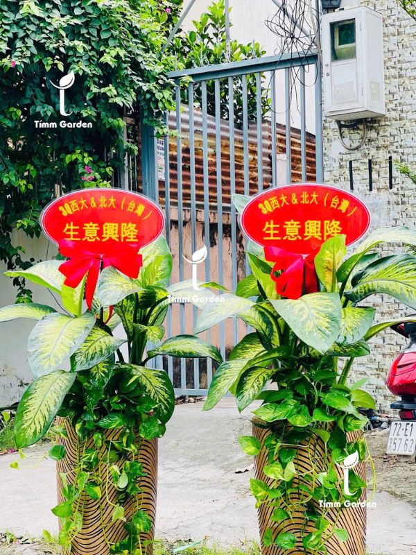 VẠN NIÊN THANH – TẶNG KHAI TRƯƠNG, TÂN GIA - Ảnh 3