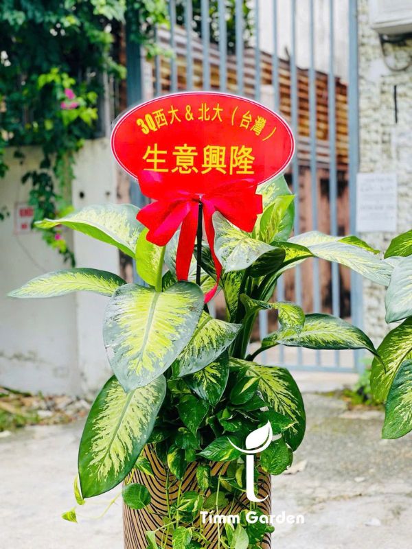 VẠN NIÊN THANH