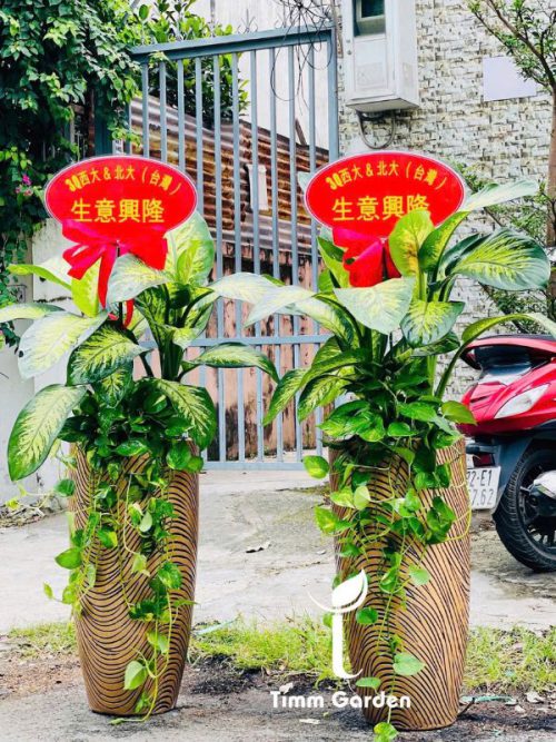 VẠN NIÊN THANH – TẶNG KHAI TRƯƠNG, TÂN GIA