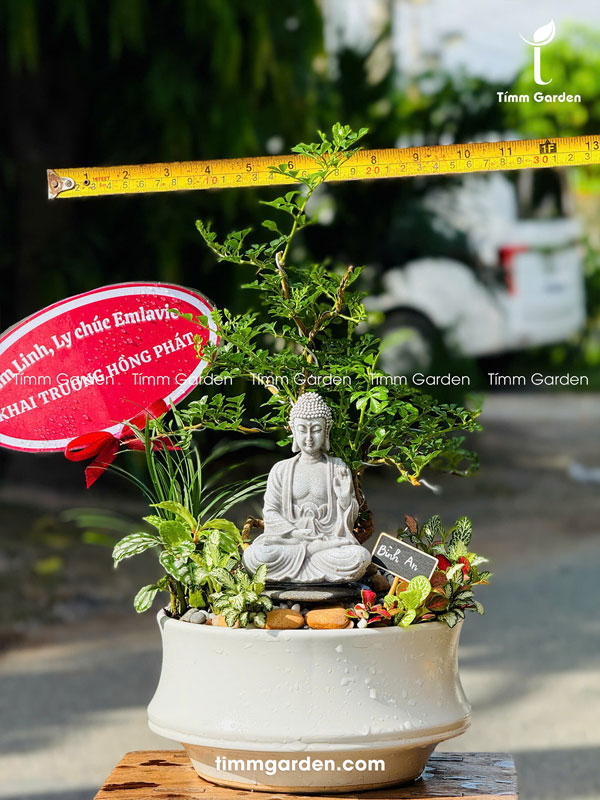 Cây Cần Thăng Tiểu Cảnh Bonsai Để Bàn - Ảnh 3