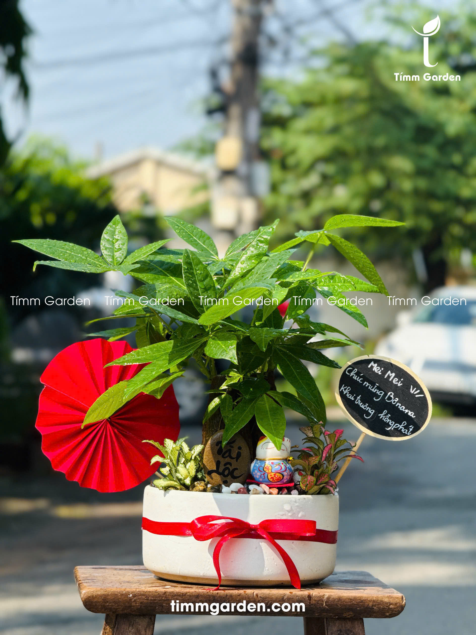 Chậu Tiểu Cảnh Kim Ngân Để Bàn Tặng Khai Trương - Ảnh 11