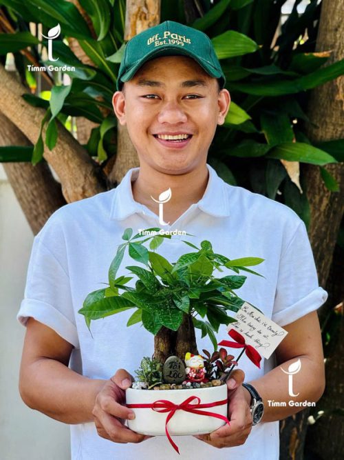 Chậu Tiểu Cảnh Kim Ngân Để Bàn Tặng Khai Trương