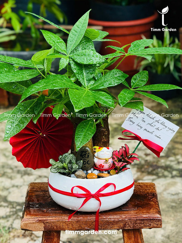 Chậu Tiểu Cảnh Kim Ngân Để Bàn Tặng Khai Trương - Ảnh 5