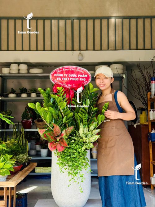 Alternative view of Chậu Kim Tiền Tặng Khai Trương, Tân Gia - Size Đại, Phối Kết