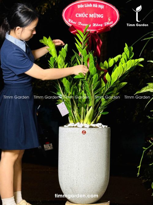 CHẬU KIM TIỀN SIZE ĐẠI - TẶNG KHAI TRƯƠNG