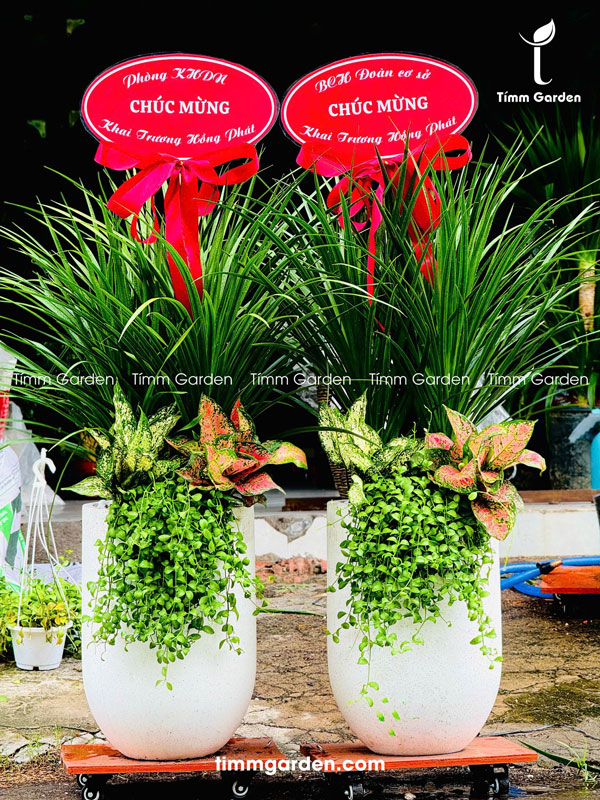 Phát Tài Núi Thái Tặng Khai Trương, Tân Gia HCM