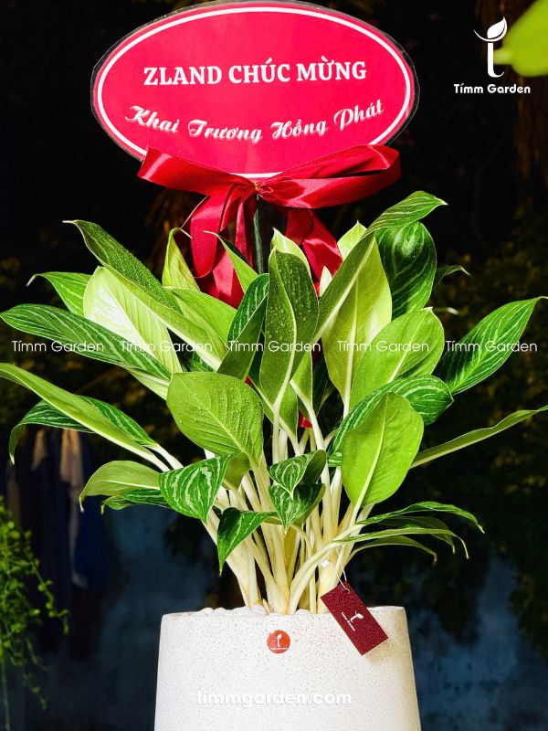 BẠCH MÃ HOÀNG TỬ - TẶNG KHAI TRƯƠNG, TÂN GIA - Ảnh 11