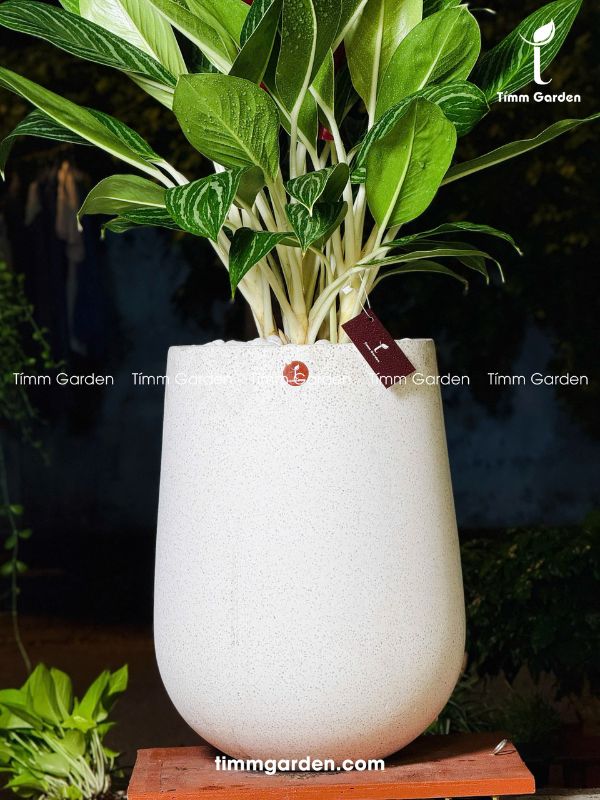BẠCH MÃ HOÀNG TỬ - TẶNG KHAI TRƯƠNG, TÂN GIA - Ảnh 10