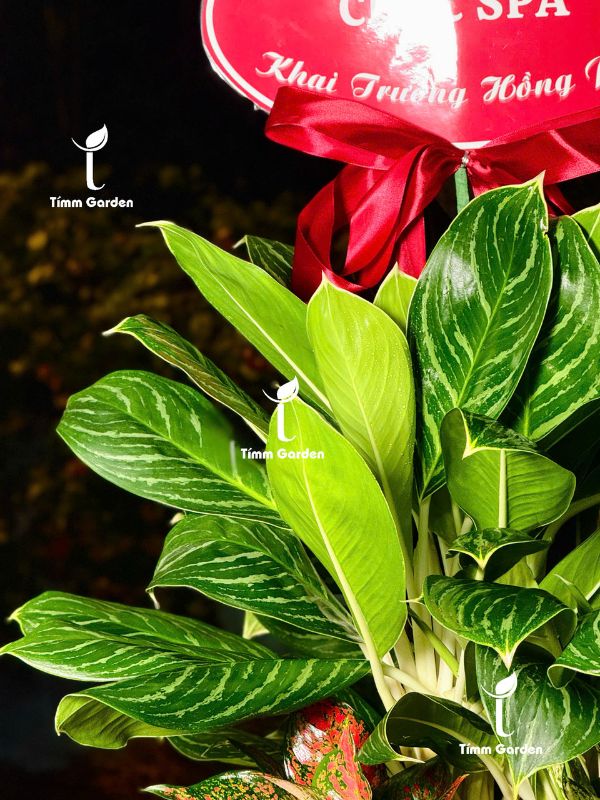BẠCH MÃ HOÀNG TỬ - SIZE ĐẠI - Ảnh 4