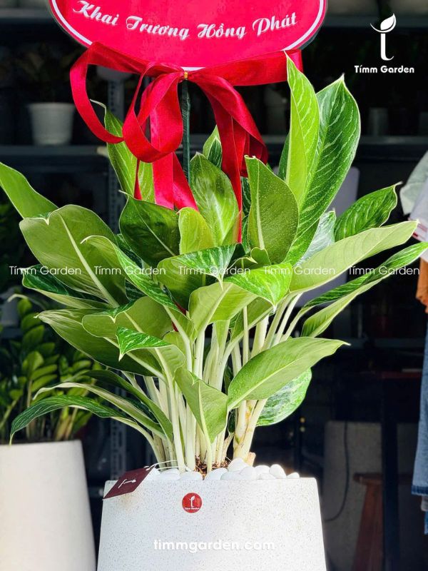 BẠCH MÃ HOÀNG TỬ - TẶNG KHAI TRƯƠNG, TÂN GIA - Ảnh 6