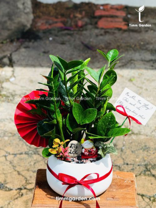 Alternative view of CHẬU CÂY KIM TIỀN – QUÀ TẶNG KHAI TRƯƠNG ĐỂ QUẦY LỄ TÂN (CAO 30–35CM)