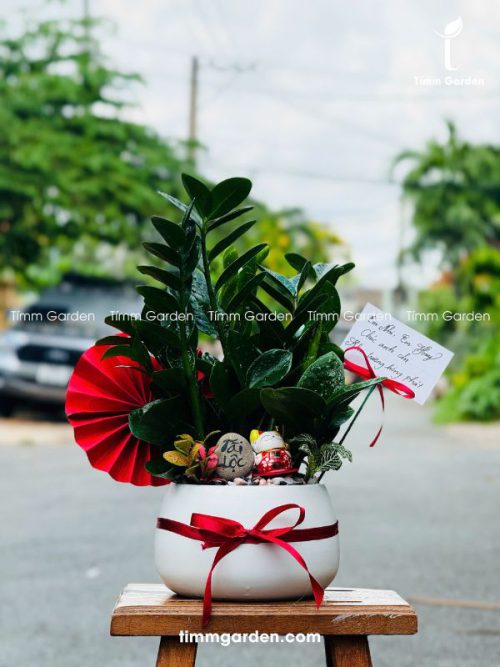 CHẬU CÂY KIM TIỀN – QUÀ TẶNG KHAI TRƯƠNG ĐỂ QUẦY LỄ TÂN (CAO 30–35CM)