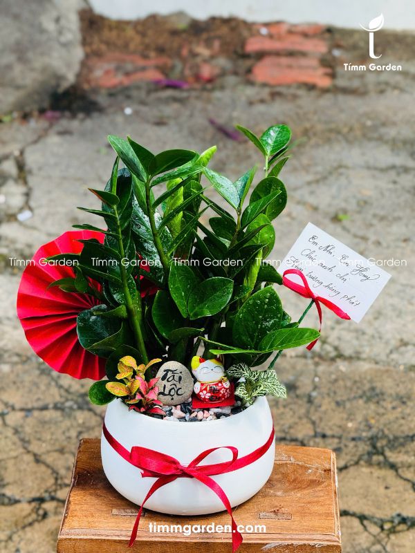 CHẬU CÂY KIM TIỀN – QUÀ TẶNG KHAI TRƯƠNG ĐỂ QUẦY LỄ TÂN (CAO 30–35CM) - Ảnh 3